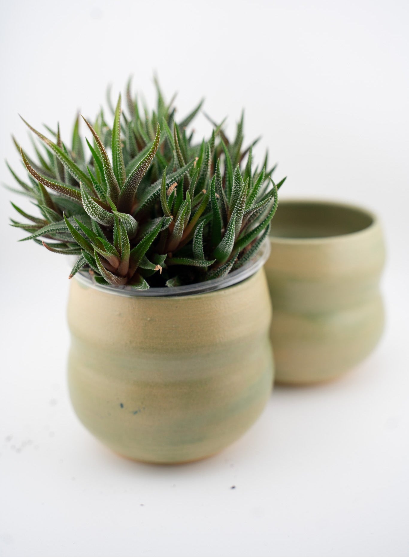 Bubbly Succulent Cup