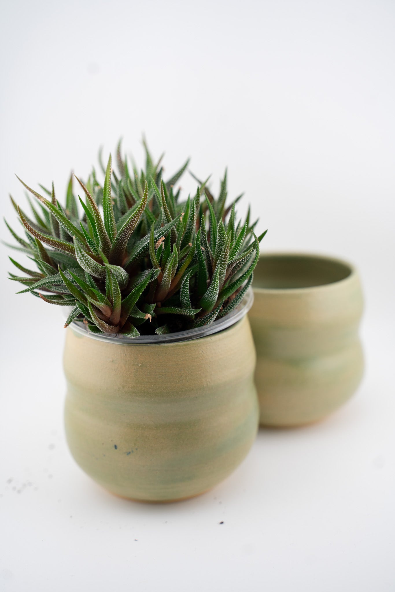 Bubbly Succulent Cup
