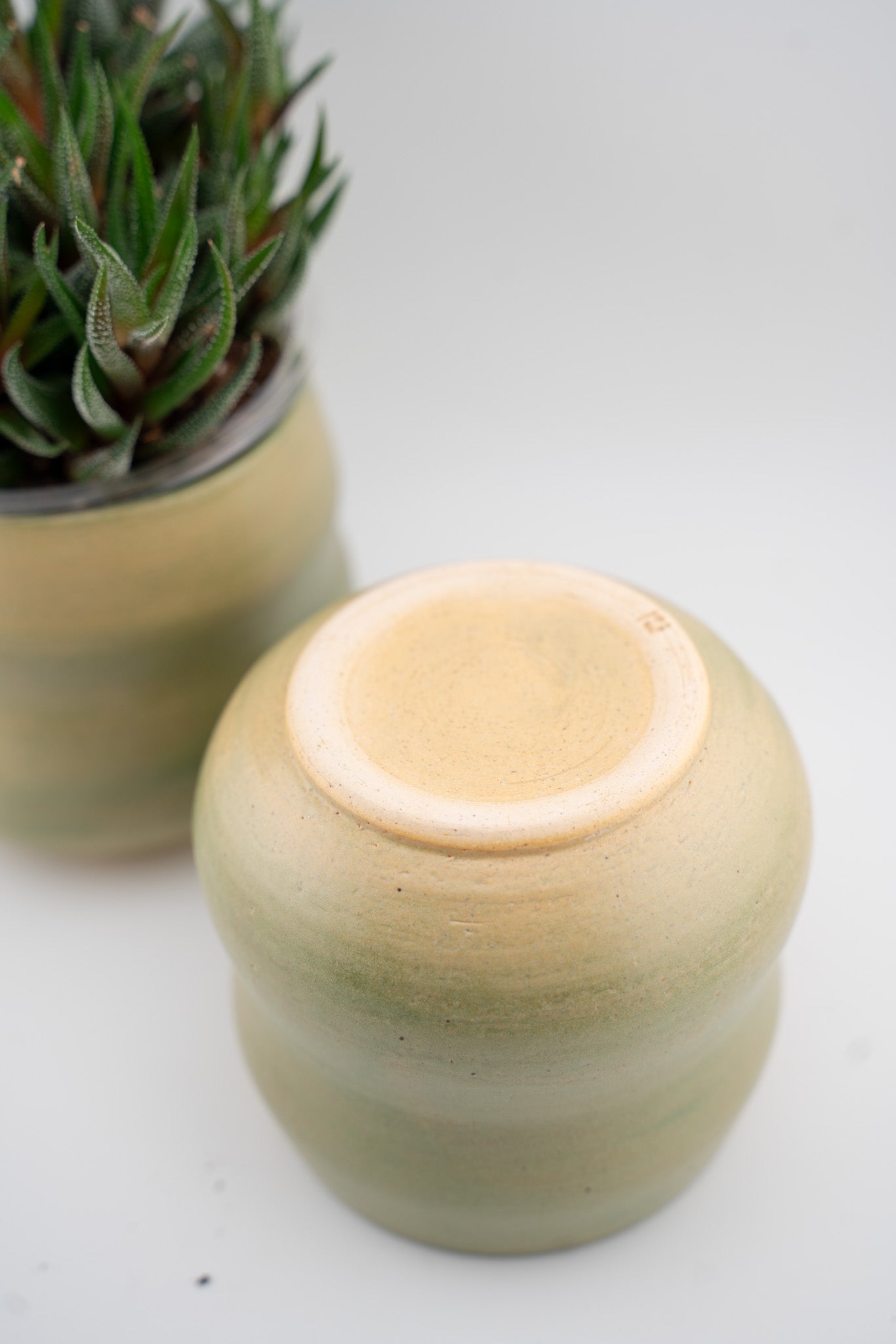 Bubbly Succulent Cup